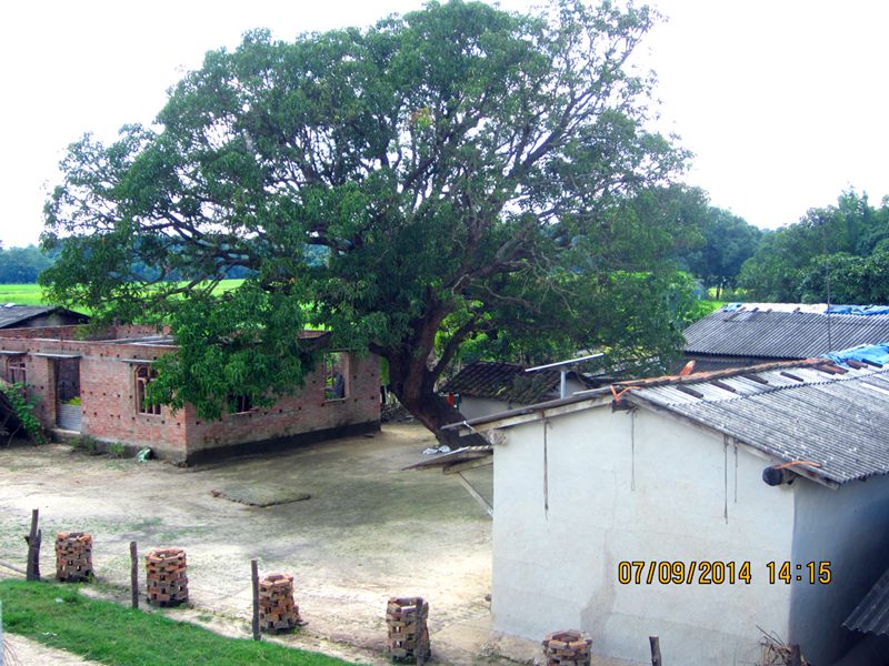 Tharua image 4